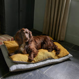 Chestnut colour working cocker dog laying lengthways on ochre pillow, cotton ticking and linen dog bed on black slate floor