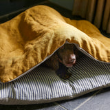 Chestnut coloured working cocker dog, laying between ochre linen pillow and cotton ticking striped dog bed