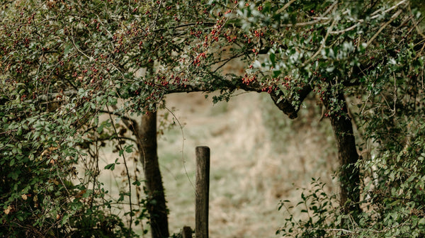 Under the Boughs of the Holly: Lessons in Symbiosis from Ancient Woodlands