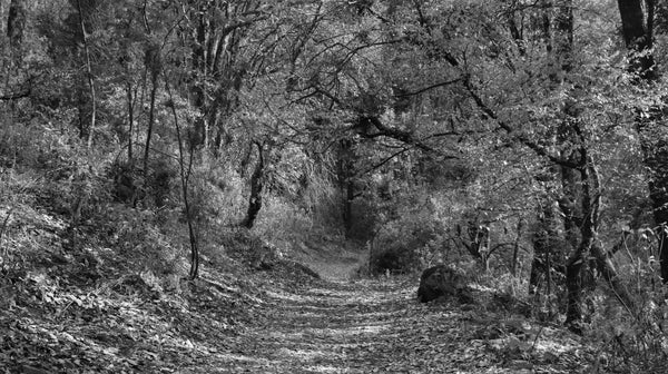 Paths: Edge of Autumn