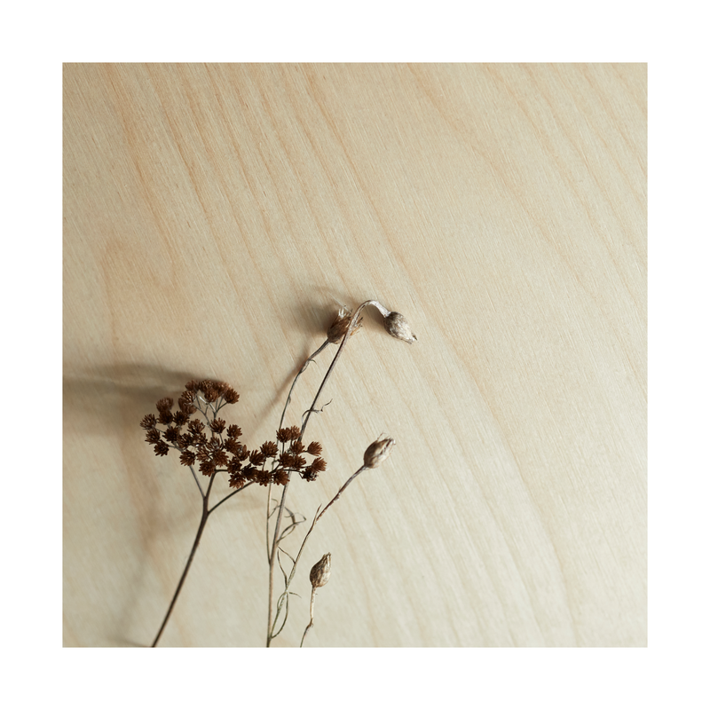 Birch ply wood showing grain detail with dried seed flower heads on it.
