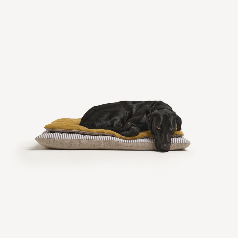 Black Labrador dog laying on Dog bed ochre linen topper on cotton ticking stripe floor cushion.