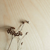 Birch ply wood showing grain and dried seed heads.